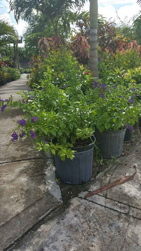Golden Dewdrops 'Sapphire Shower' (Duranta Erecta)