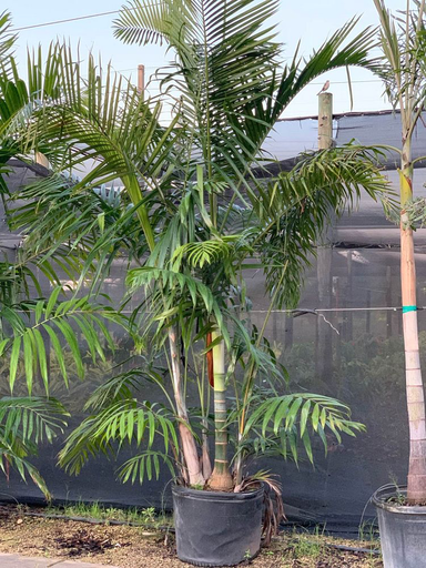 Cabada Palm