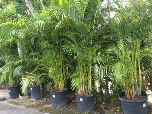 Areca Palm