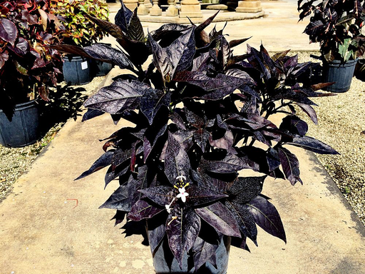 Eranthemum nigrum