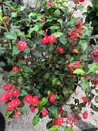 [Red] Crown of Thorns, Thai Hybrids