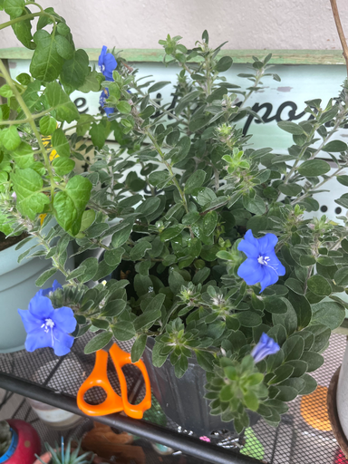 Blue My Mind (Evolvulus hybrid)
