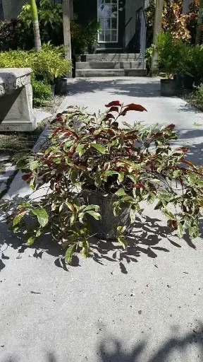 Chinese Croton, Firestorm
