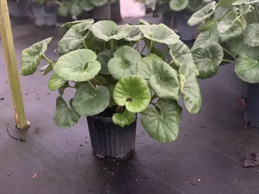 [Shade Grown] Giant Leopard  (Tractor Seat) plant