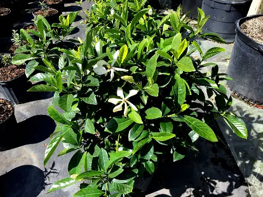 Cape Jasmine