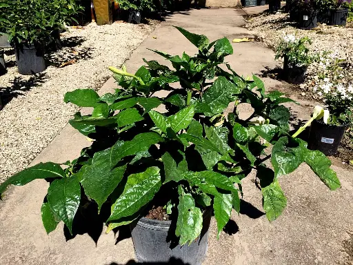 Tahitian Gardenia
