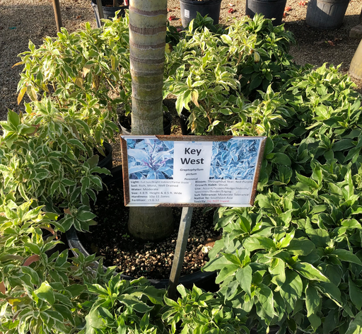 [Key West Snow Bush] Key West Snow Bush (Graptophyllum)