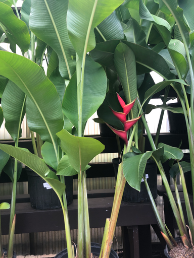 [Bloom Spr-Sum] Lobster Claw Heliconia