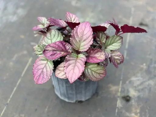 Purple Waffle Plant