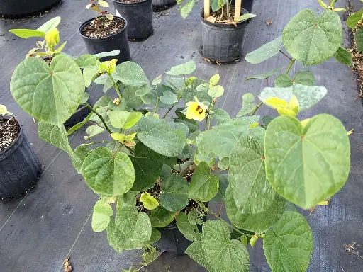 Sea Hibiscus