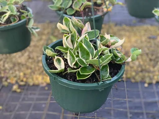 [Climbing, Hanging Basket] Wax Vine Plant