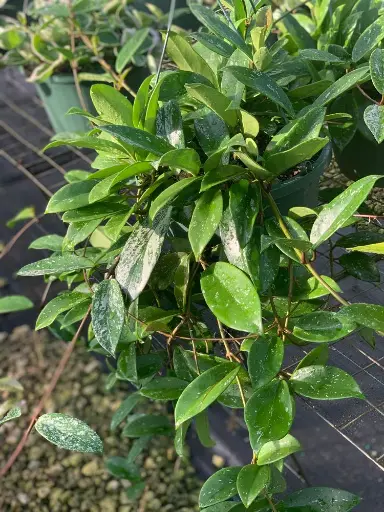 [Climbing, Hanging Basket] Porcelain Flower, Wax Plant