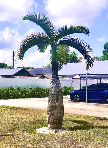 Bottle Palm