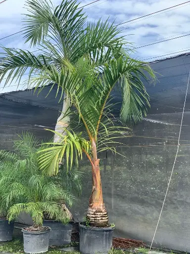 Mascarena Palm, Spindle Palm