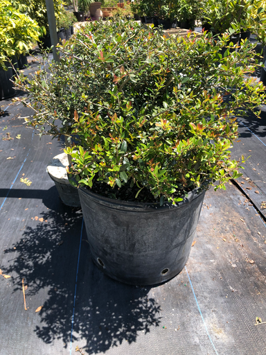 Yaupon Holly (Ilex Schilling)