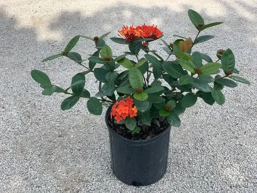 Ixora c. - Jungle Geranium