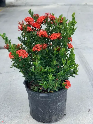 Ixora, Dwarf