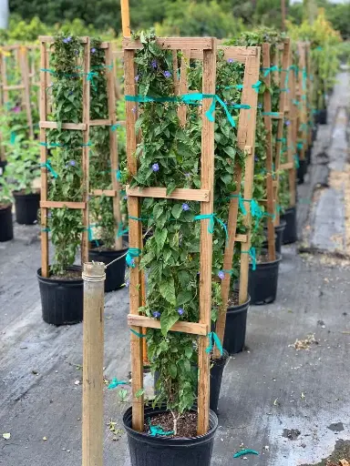 Skyblue Cluster Vine