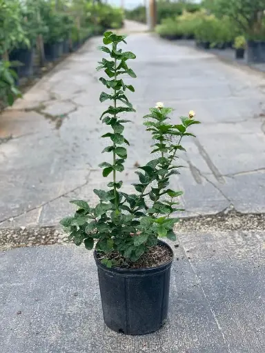 Arabian Jasmine