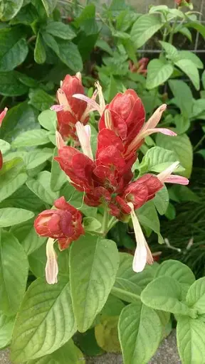 Red Shrimp Plant