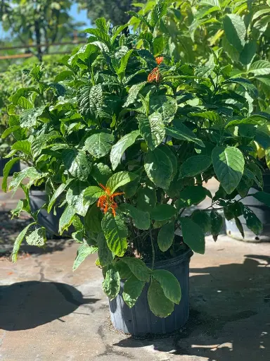 Mexican Honeysuckle
