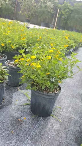 Lantana camara 