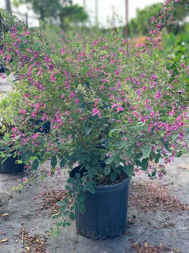 Shrub Bush Clover
