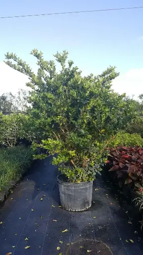 White Wax Tree