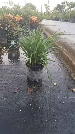 Lilyturf