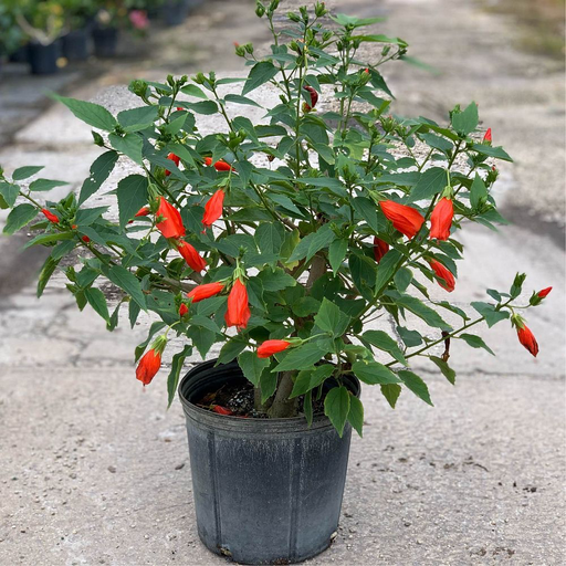 Turk's Cap