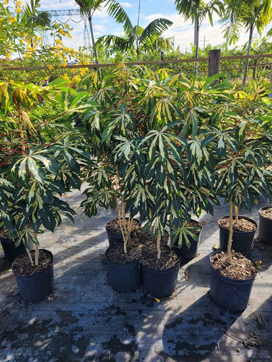 Variegated Tapioca