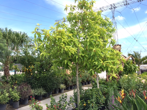 Gold-Orange Michelia