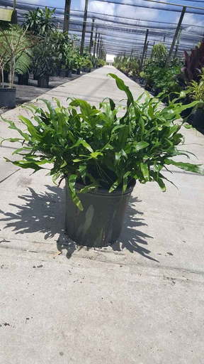 Monarch Fern